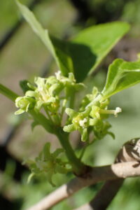 淡いグリーンの花