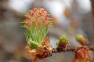 桃色のパイナップルのような形のマツボックリの雌花