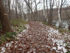 雪が融けた園路