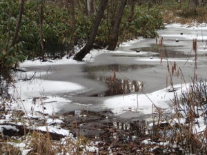 氷が融けかかった湿原