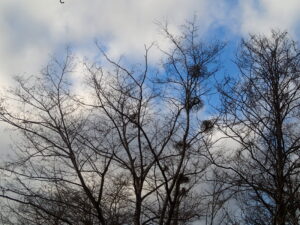 木の枝に付いたヤドリギ