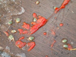 園路に落ちている寄生木の果実が入った鳥の糞