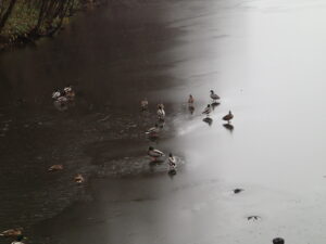 氷の上に乗っているマガモ