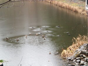 氷の上に乗っているマガモ