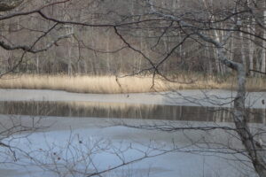 川の流れ込むあたりがこ融けている池