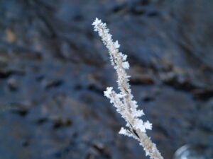 枝に付いた氷の結晶
