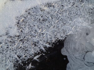 氷の上に花のような結晶が出来ている