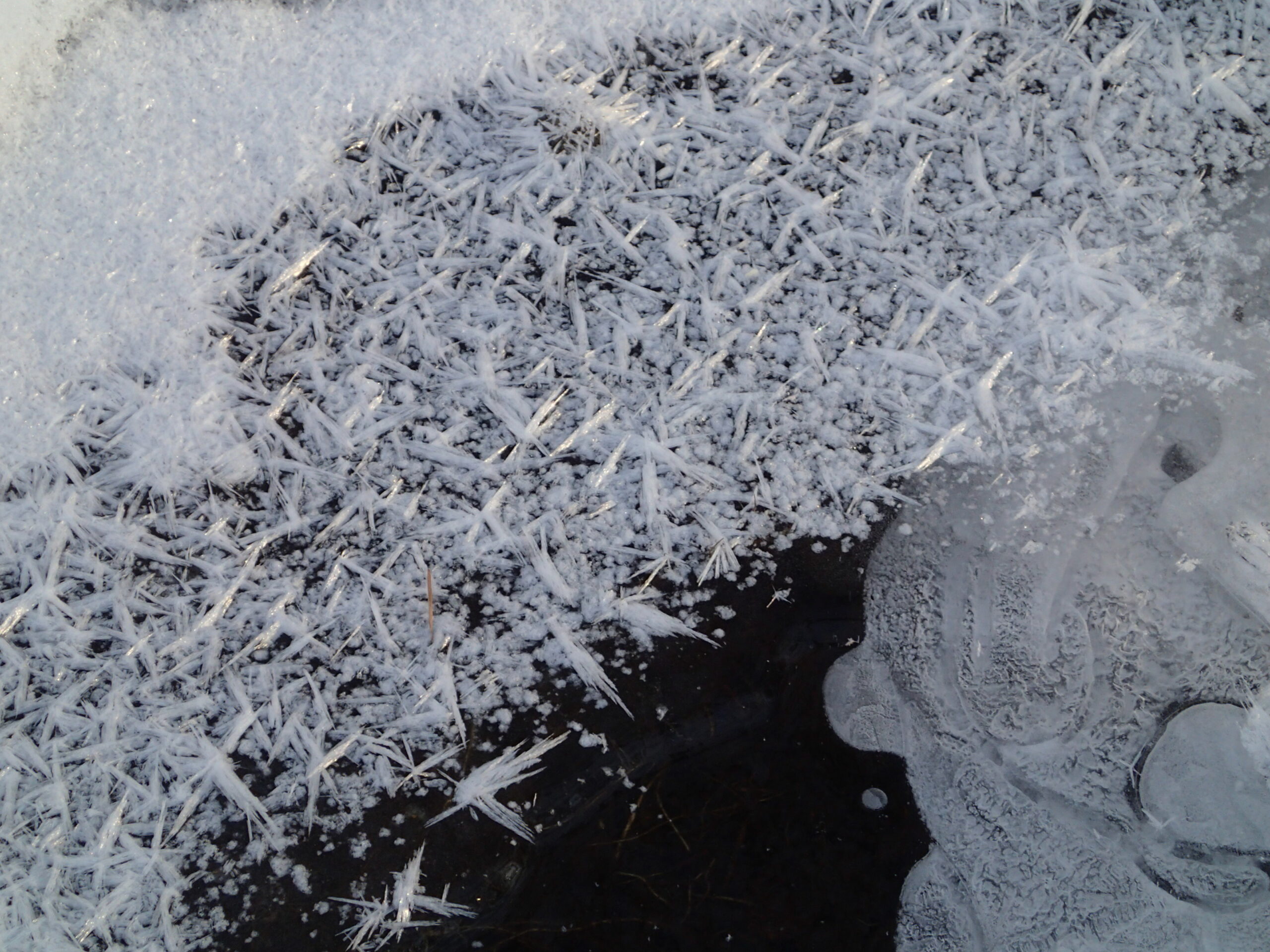 氷の上に花のような結晶が出来ている