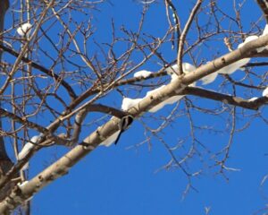 木の枝にぶら下がるように止まるシマエナガ