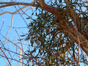 赤い実の付いた寄生木