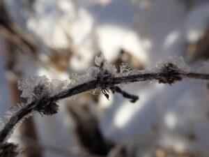 枝に付いた氷の結晶