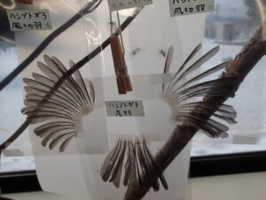 野鳥の羽の標本