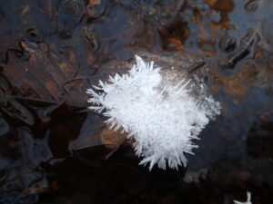 水辺の氷の上に霜が付いている