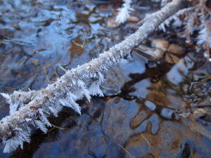 木の枝に氷の結晶が付いている