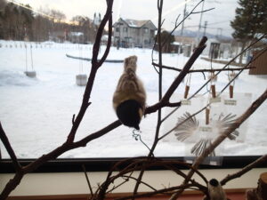 シジュウカラの羊毛フェルト模型