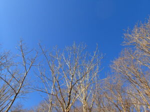 青い空と白い樹皮の樹々