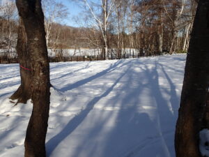雪の上に樹々の長い影が伸びている