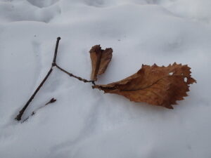 ミズナラの折れ枝