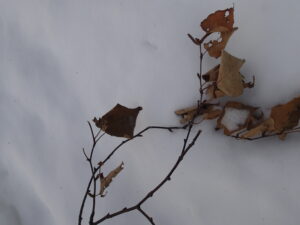 シラカンバの折れ枝