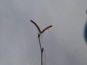 シラカンバの花芽