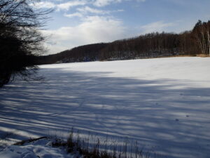 雪の上に樹々の長い影が伸びている
