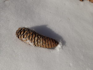 雪の上のマツボックリ