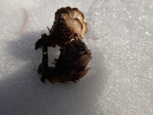 雪の上のマツボックリ