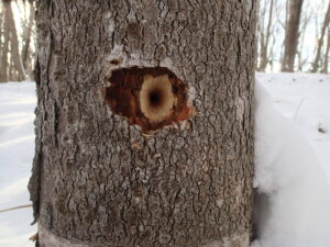 木の幹にキツツキが開けた穴