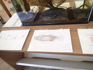 さかなのスケッチ