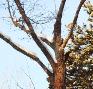 木の幹をつつくクマゲラ
