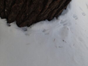 雪の上のネズミの足跡