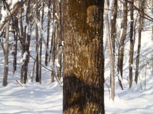 樹皮の隙間を調べるハシブトガラ