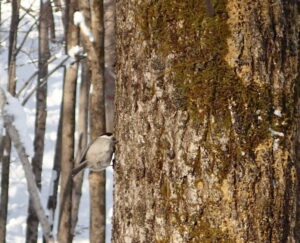 樹皮の隙間を調べるハシブトガラ