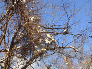樹の上に積もった雪