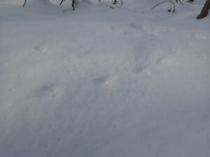 ネズミの足跡