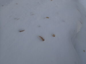 キツツキが散らかした木くず