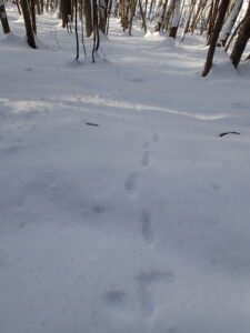 キタキツネの足跡