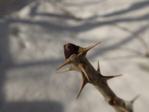 棘の付いた枝の先にある大きな冬芽