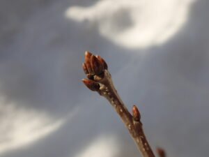 平滑で、つやがある、頂芽は大きいミズナラの冬芽