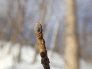 グレーのアオダモの冬芽