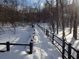 雪の積もった木道の様子