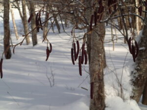 枝先からぶら下がっているハンノキの雄花序