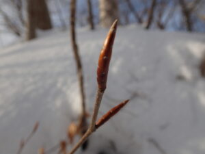 とがったブナの冬芽
