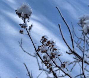 雪と氷の結晶が付いたノリウツギの飾り花