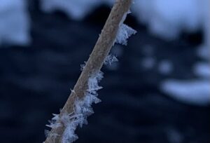 氷の結晶が付いた枝