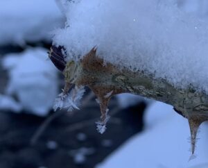 冬芽に付いた氷の結晶