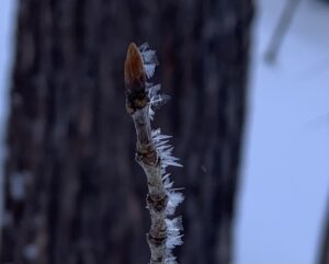 冬芽に付いた氷の結晶