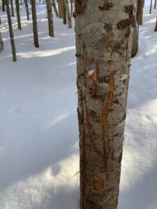 樹皮が縦に削られた跡が何本もついている樹