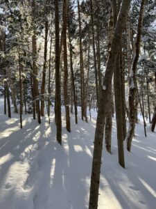 エゾアカマツの林