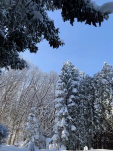 雪が積もった針葉樹